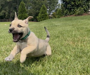 Black Mouth Cur-Labrador Retriever Mix Dogs for adoption in Raleigh, NC, USA