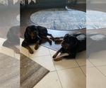 Small Photo #1 Rottweiler Puppy For Sale in PONTE VEDRA, FL, USA