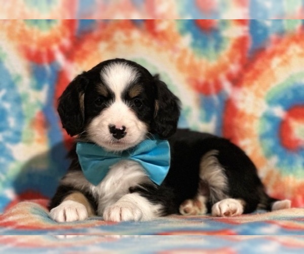 Full screen Photo #4 Bernedoodle (Miniature) Puppy For Sale in LANCASTER, PA, USA