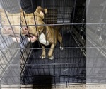 Scooby - Male American Bulldog Dog for Adoption - Photo #15