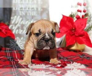 Bulldog Puppy for sale in GOLDEN ISLES, FL, USA