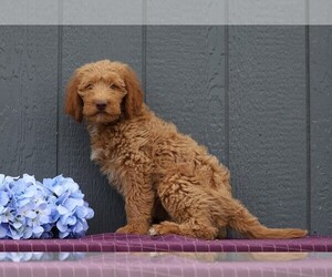 Labradoodle-Poodle (Standard) Mix Puppy for sale in FREDERICKSBG, OH, USA