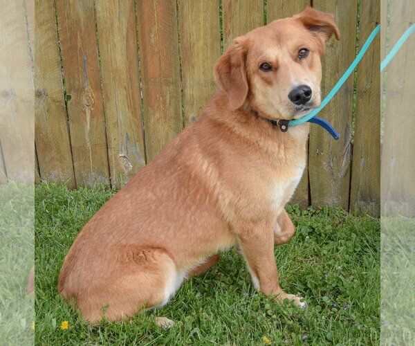 Medium Photo #2 Golden Shepherd Puppy For Sale in Huntley, IL, USA