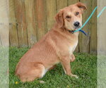 Small #1 Golden Shepherd