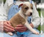 Small #3 American Pit Bull Terrier Mix