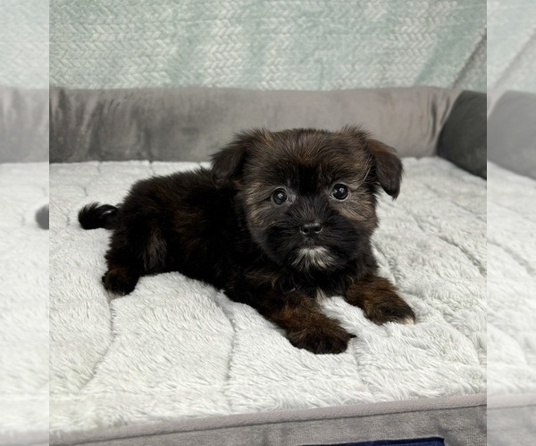 Medium Photo #3 Shorkie Tzu Puppy For Sale in FRANKLIN, IN, USA