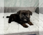 Small #2 Shorkie Tzu