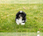 Small Photo #3 Shih Tzu Puppy For Sale in NAPPANEE, IN, USA