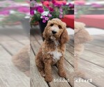Small Photo #1 Poodle (Standard)-Unknown Mix Puppy For Sale in LEXINGTON, IN, USA