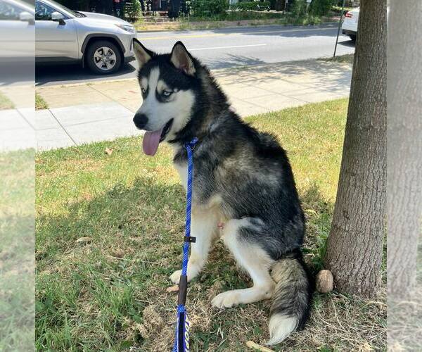 Medium Photo #2 - Mix Puppy For Sale in Shermans Dale, PA, USA