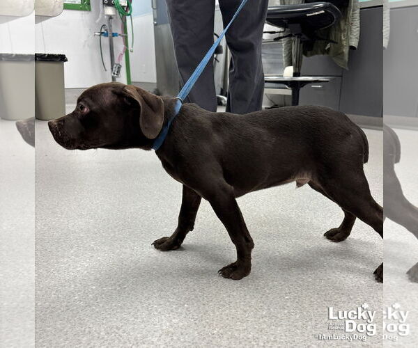 Medium Photo #2 Boston Terrier-Pointer Mix Puppy For Sale in Washington, DC, USA