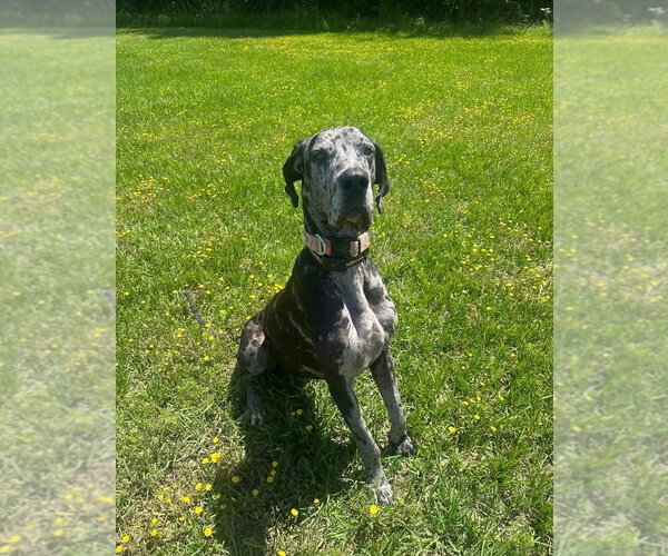 Medium Photo #1 Great Dane Puppy For Sale in Brewster, NY, USA