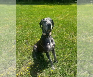 Great Dane Dogs for adoption in Brewster, NY, USA