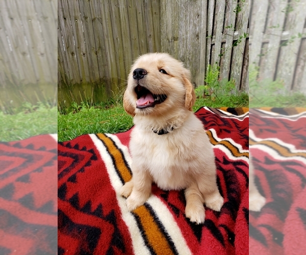Medium Photo #3 Golden Retriever Puppy For Sale in KINGSLAND, GA, USA