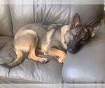 Small #4 German Shepherd Dog