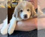 Small #2 Australian Shepherd-Great Pyrenees Mix