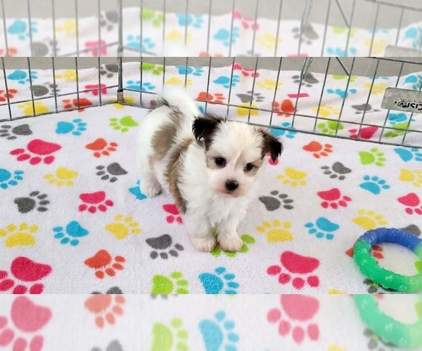 Medium Photo #3 Papitese Puppy For Sale in ORO VALLEY, AZ, USA
