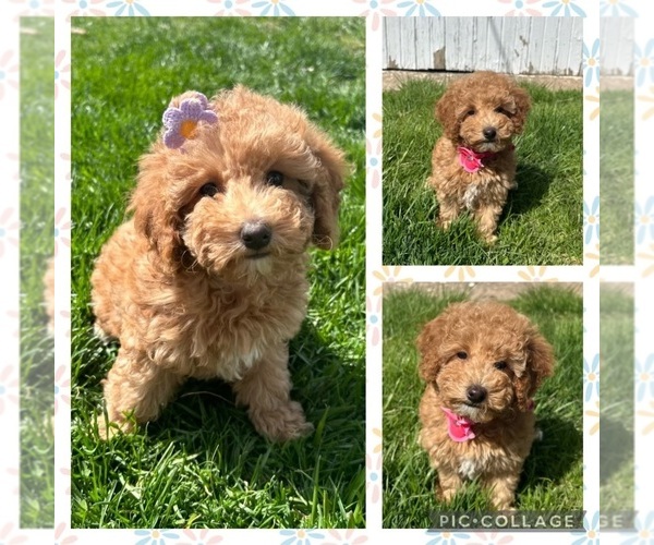 Medium Photo #1 Poodle (Miniature) Puppy For Sale in QUEEN CITY, MO, USA