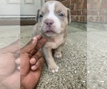 Small Photo #11 American Bully Puppy For Sale in BURLESON, TX, USA
