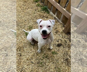 Happy - Female Mutt Dog for Adoption - Photo #19