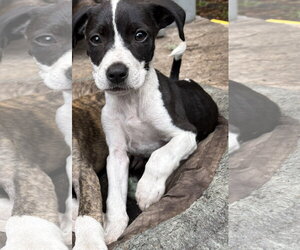 Mutt Dogs for adoption in Mount Pleasant, SC, USA