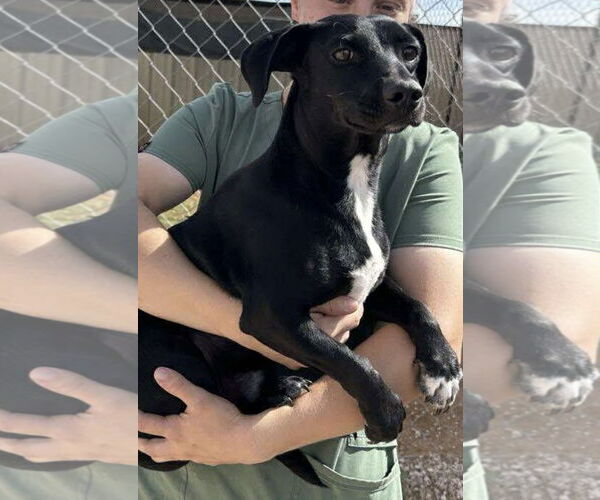 Medium Photo #2 Chihuahua-Unknown Mix Puppy For Sale in Cranston, RI, USA