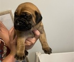 Small Photo #3 Mastiff Puppy For Sale in NEW BEDFORD, MA, USA