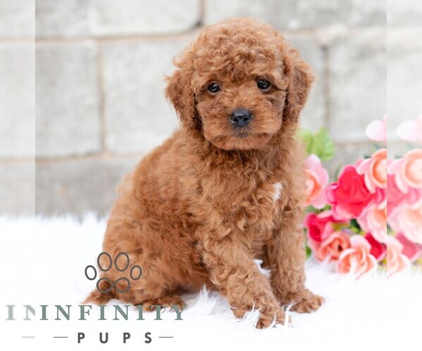 Medium Photo #5 Cavapoo (Miniature) Puppy For Sale in DORNSIFE, PA, USA