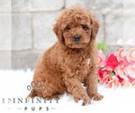 Small #4 Cavapoo (Miniature)