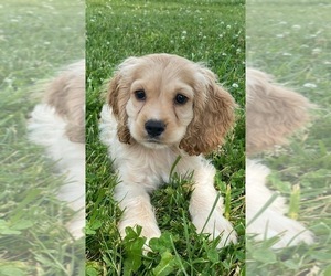 Cocker Spaniel Puppy for sale in CANOGA, NY, USA