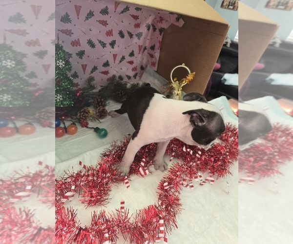 Medium Photo #5 Boston Terrier Puppy For Sale in BRYANT, AL, USA