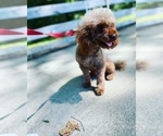 Small Photo #1 Cocker Spaniel-Poodle (Miniature) Mix Puppy For Sale in MURFREESBORO, AR, USA