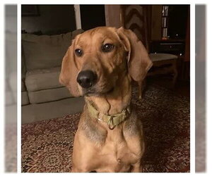 Carlie-In a Foster Home - Female Plott Hound Dog for Adoption - Photo #3