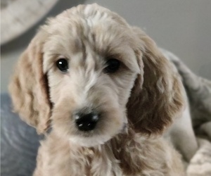 Goldendoodle Puppy for sale in FARMINGTON, NY, USA