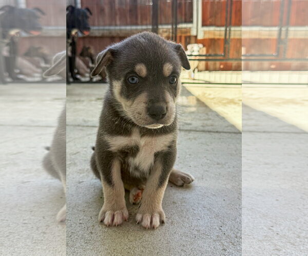 Medium Photo #1 Labrador Retriever-Unknown Mix Puppy For Sale in San Diego, CA, USA
