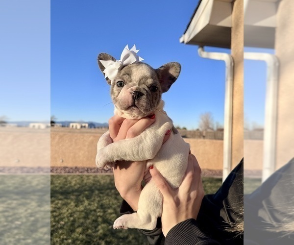 Medium Photo #6 French Bulldog Puppy For Sale in PUEBLO, CO, USA
