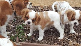 Cavalier King Charles Spaniel Puppy for sale in ROANOKE, TX, USA