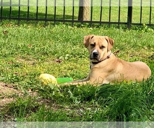 **SANDY** - Female Labrador Retriever-Unknown Mix Dog for Adoption - Photo #3