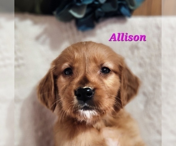 Medium Photo #3 Golden Retriever Puppy For Sale in FENWICK, MI, USA