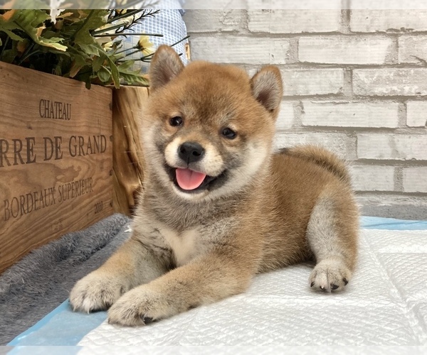 Medium Photo #12 Shiba Inu Puppy For Sale in LOS ANGELES, CA, USA