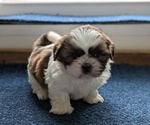 Puppy Zoey Shih Tzu