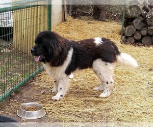 Newfoundland Puppy for sale in FORTUNA, MO, USA