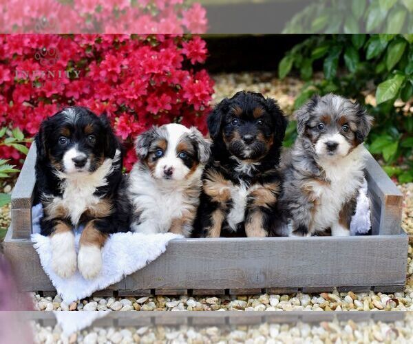 Medium Photo #2 Aussiedoodle Miniature  Puppy For Sale in SUNBURY, PA, USA