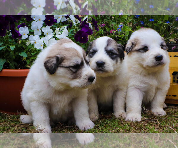 Medium Photo #21 Great Pyrenees Puppy For Sale in TOWNSEND, MA, USA