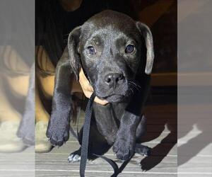 American Staffordshire Terrier-Unknown Mix Dogs for adoption in San Antonio, TX, USA