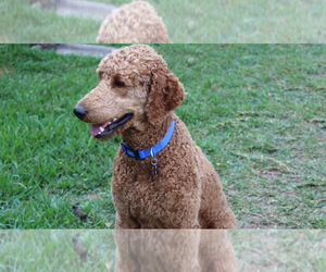 Father of the Doodle-Poodle (Standard) Mix puppies born on 04/09/2021
