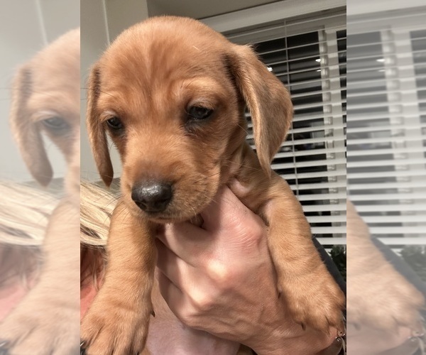 Medium Photo #8 Dachshund Puppy For Sale in SAN DIEGO, CA, USA