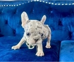 Small Photo #6 French Bulldog Puppy For Sale in ENCINO, CA, USA