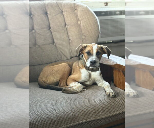 Medium Photo #3 Mutt Puppy For Sale in Evansville, IN, USA