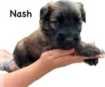 Puppy Puppy 2 Soft Coated Wheaten Terrier